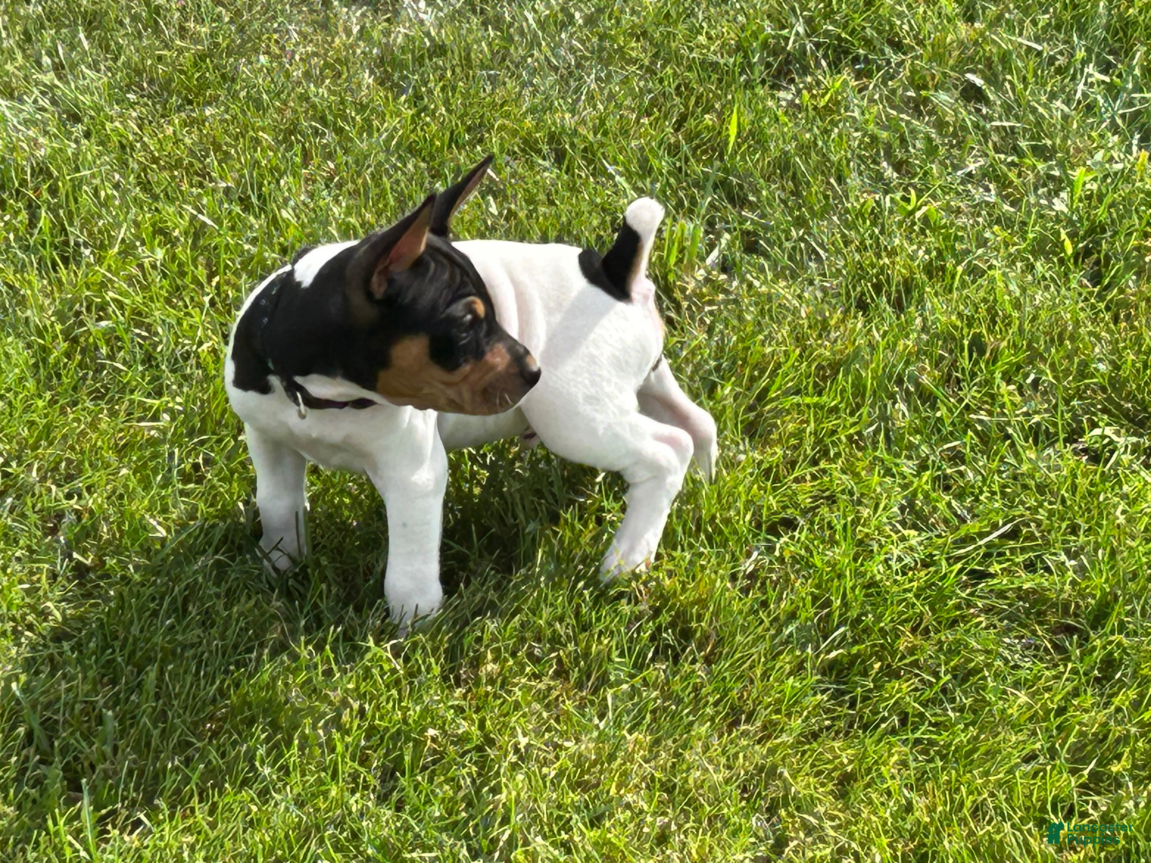 Rat Terrier dogs Old Dominion Terrier male Spirit - Ad 2
