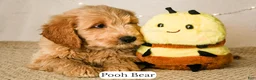 Goldendoodle dogs for sale: Pooh Bear - Ad 11
