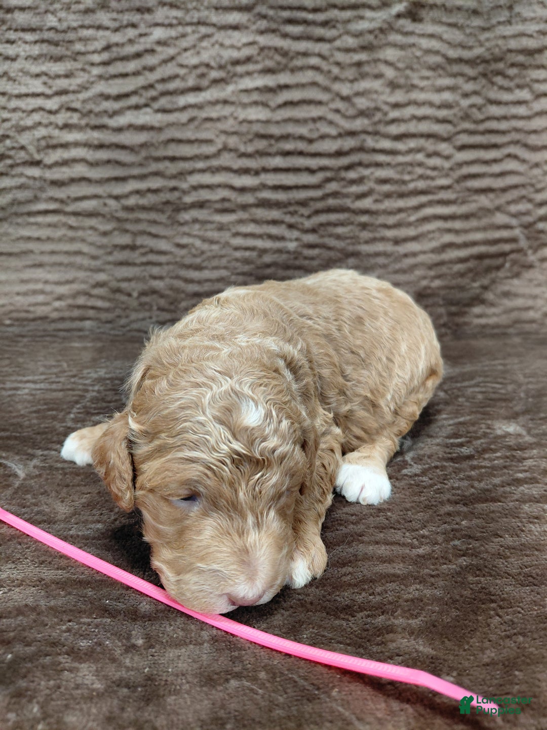 Mini Bernedoodle dogs for sale: Aspen - Ad 9