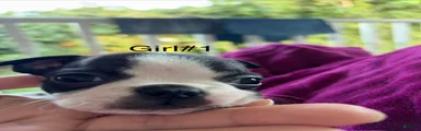 Boston Terrier 7