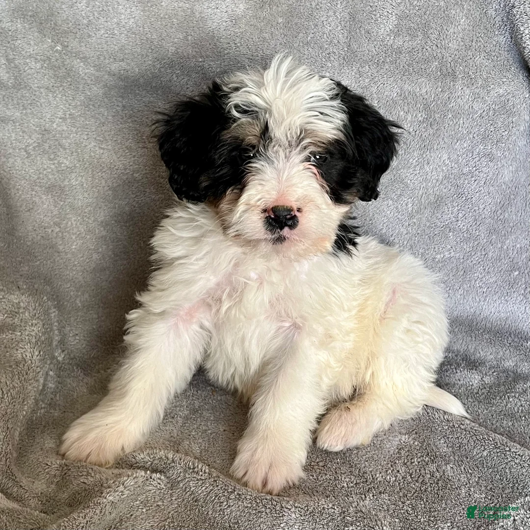 Bernedoodle dogs for sale: Jude updated pics - Ad 6