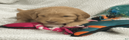 Goldendoodle dogs for sale: Orange - Ad 4