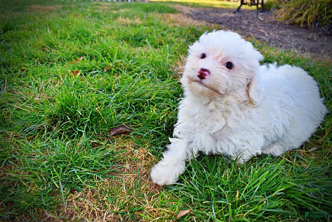 Havapoo dogs for sale: Queenie - Ad 18