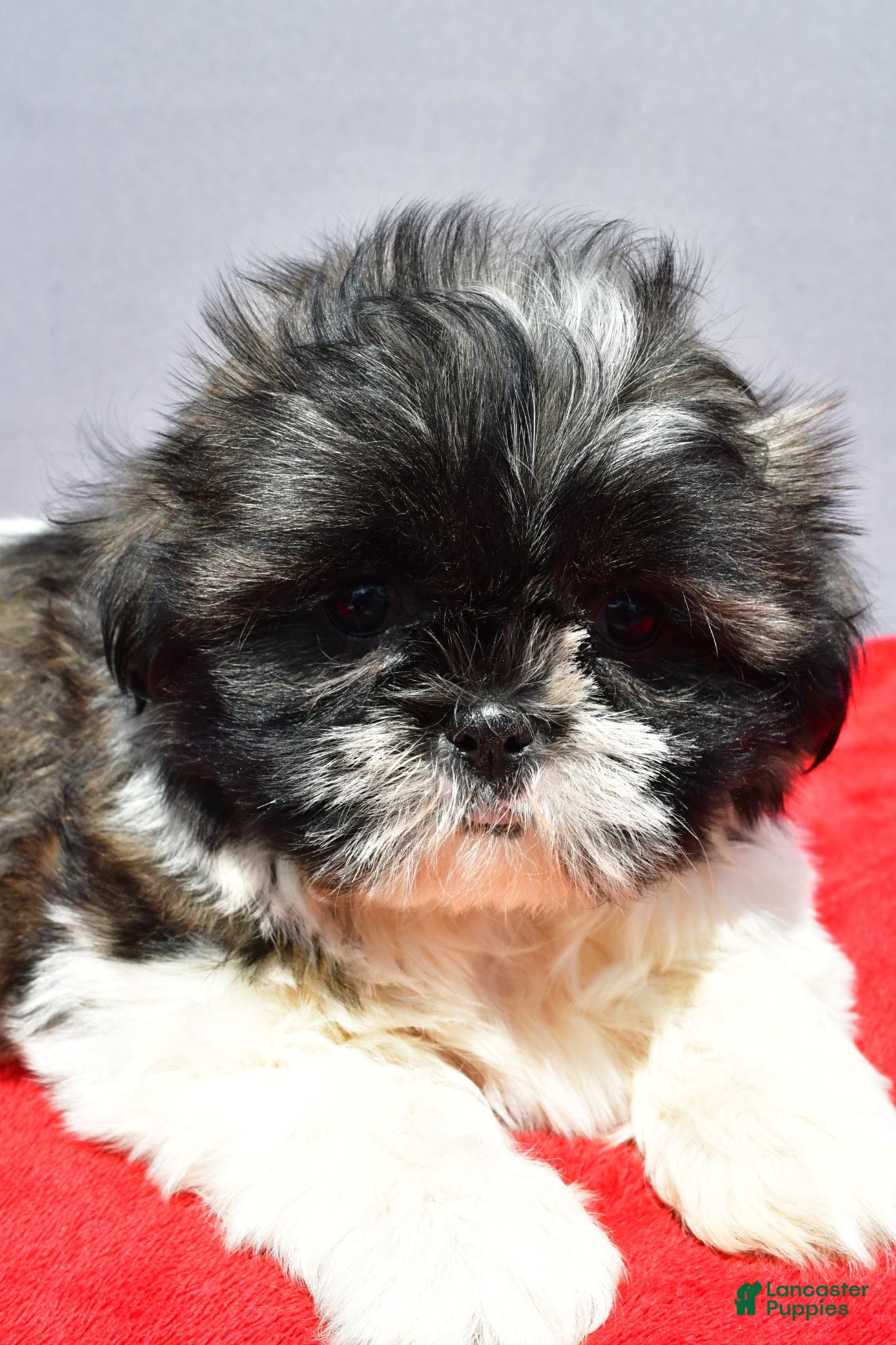 Shih Tzu dogs Mindy - Ad 2