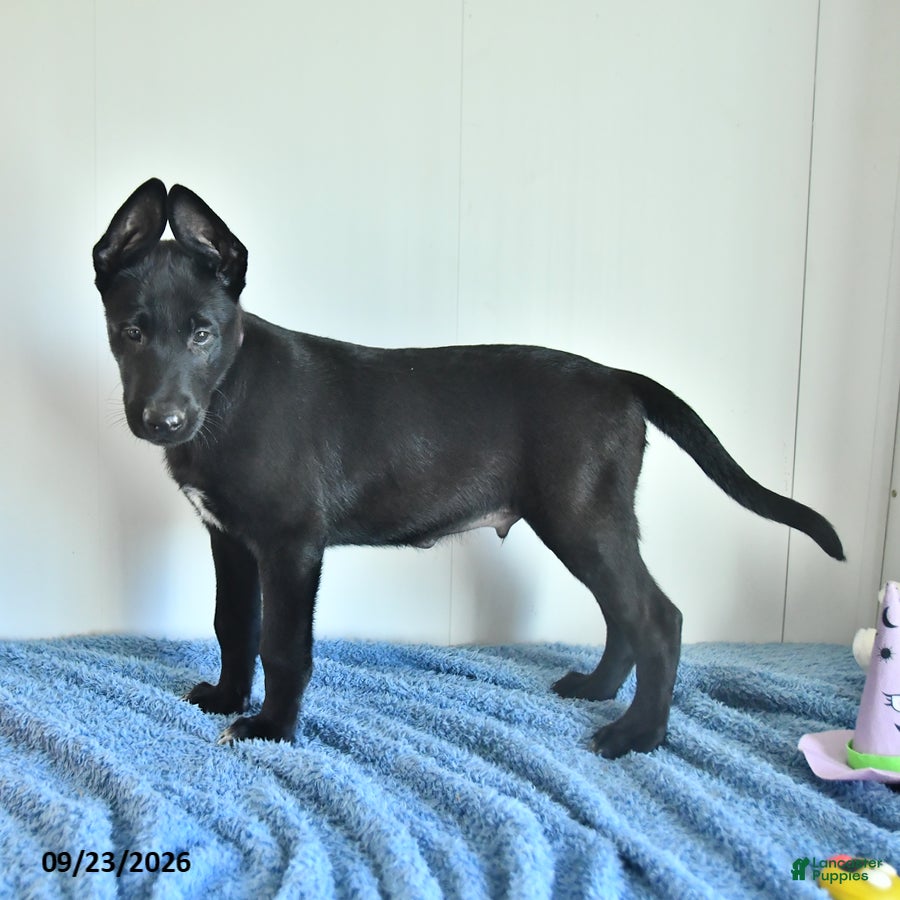 Belgian Malinois dogs Mooney - Ad 2