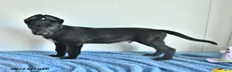 Belgian Malinois dogs for sale: Mooney - Ad 11