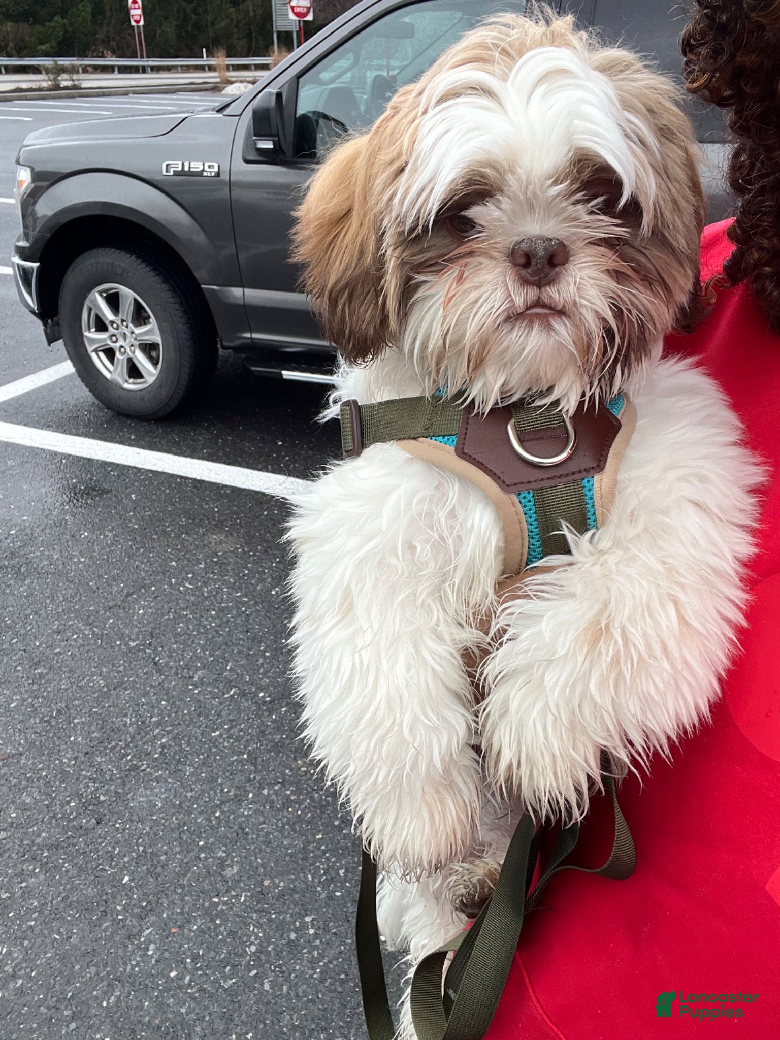 Shih Tzu dogs Benito - Ad 7