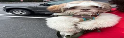 Shih Tzu dogs for sale: Benito - Ad 1