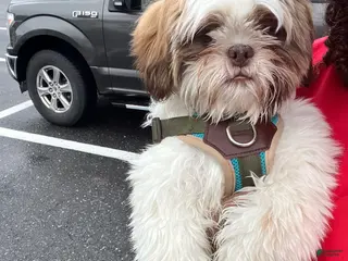 Shih Tzu dogs Benito - Ad 16