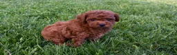 Miniature Poodle dogs for sale: Dustin 💕🐶 - Ad 9