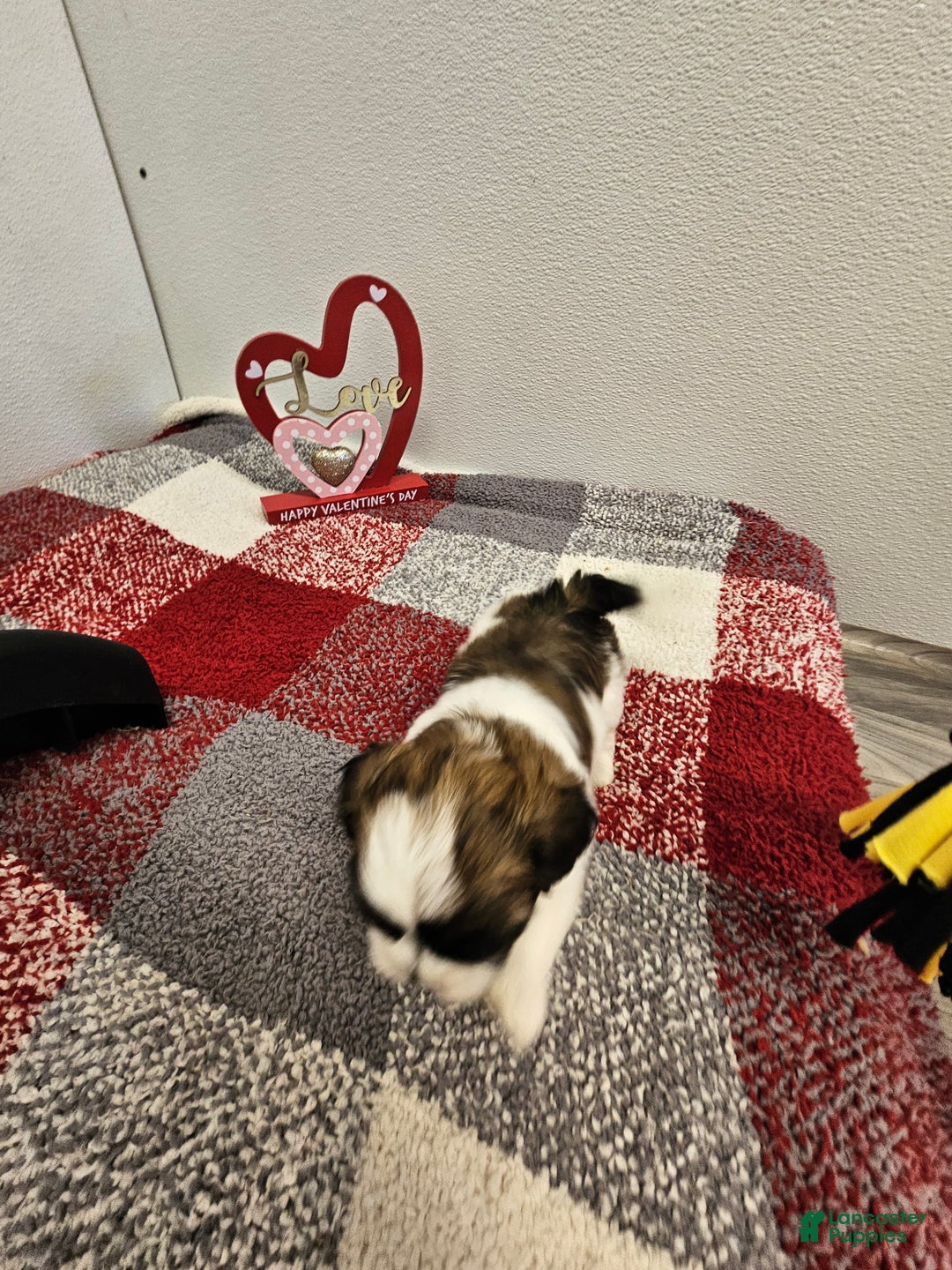 Shih Tzu dogs for sale: Archie Ckc - Ad 8