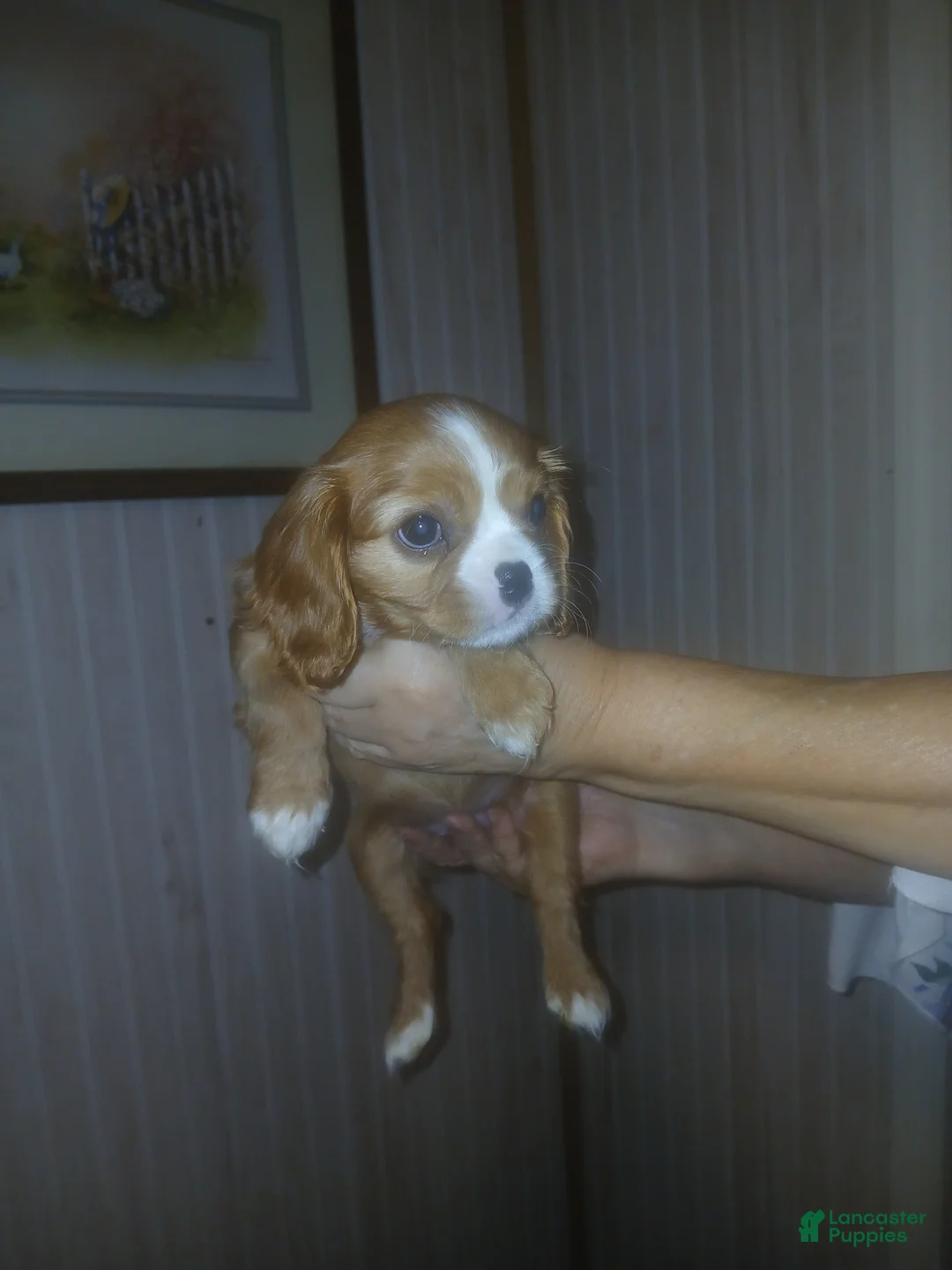 Cavalier King Charles Spaniel dogs for sale: Cavalier King Charles Spaniel Puppy 1 - Ad 1