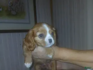 Cavalier King Charles Spaniel dogs Cavalier King Charles Spaniel Puppy 1 - Ad 29