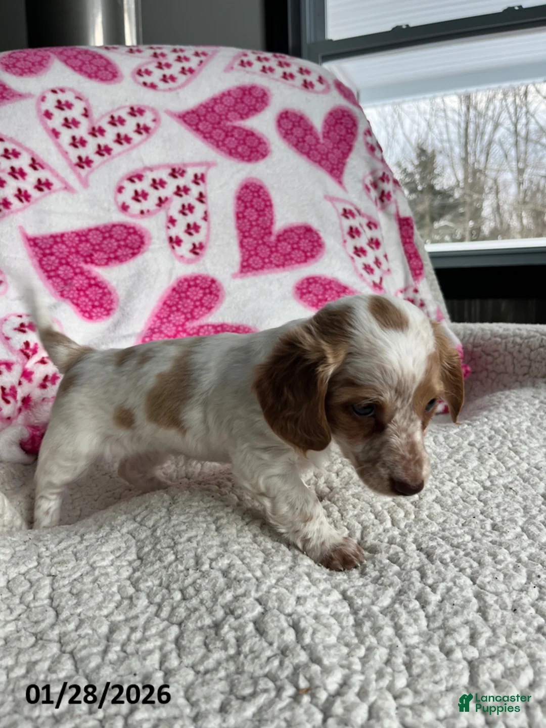 Miniature Dachshund dogs for sale: Snow Lilly - Ad 2