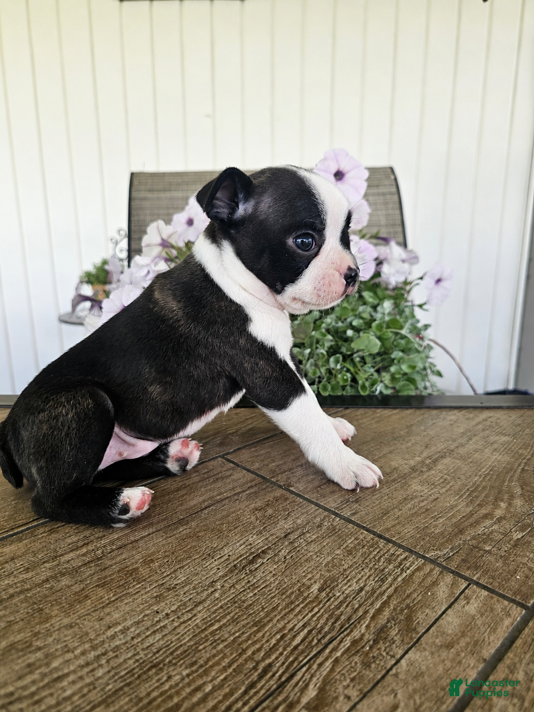 Boston Terrier dogs Arlo - Ad 1
