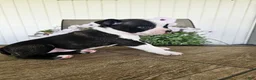 Boston Terrier dogs for sale: Arlo - Ad 1