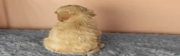Mixed Breed dogs for sale: Brutus  - Ad 5