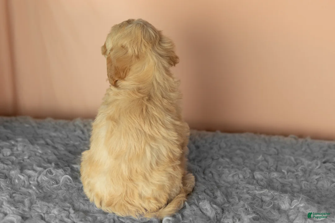 Mixed Breed dogs for sale: Brutus  - Ad 5