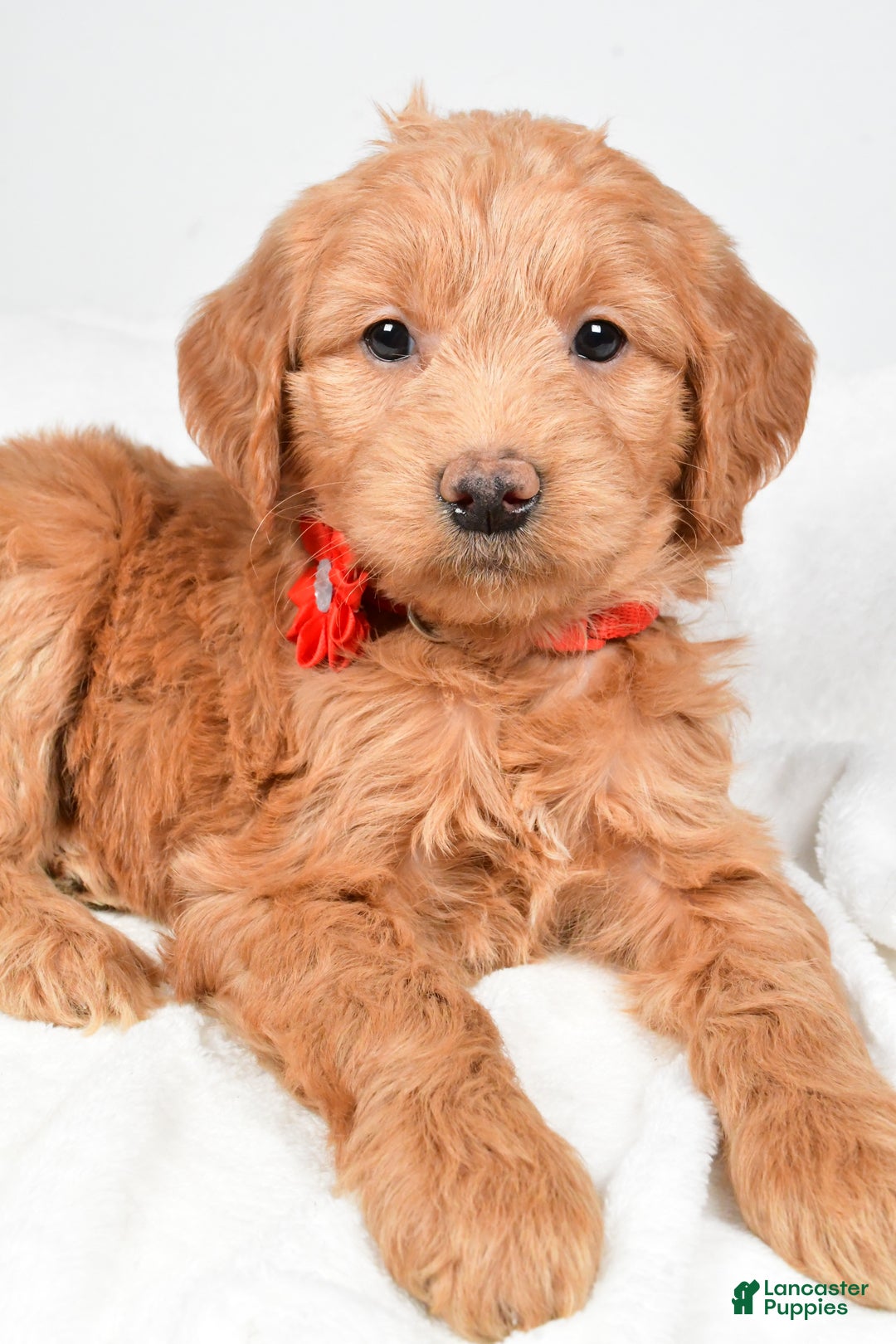 Mini Goldendoodle dogs for sale: Beverly - Ad 2