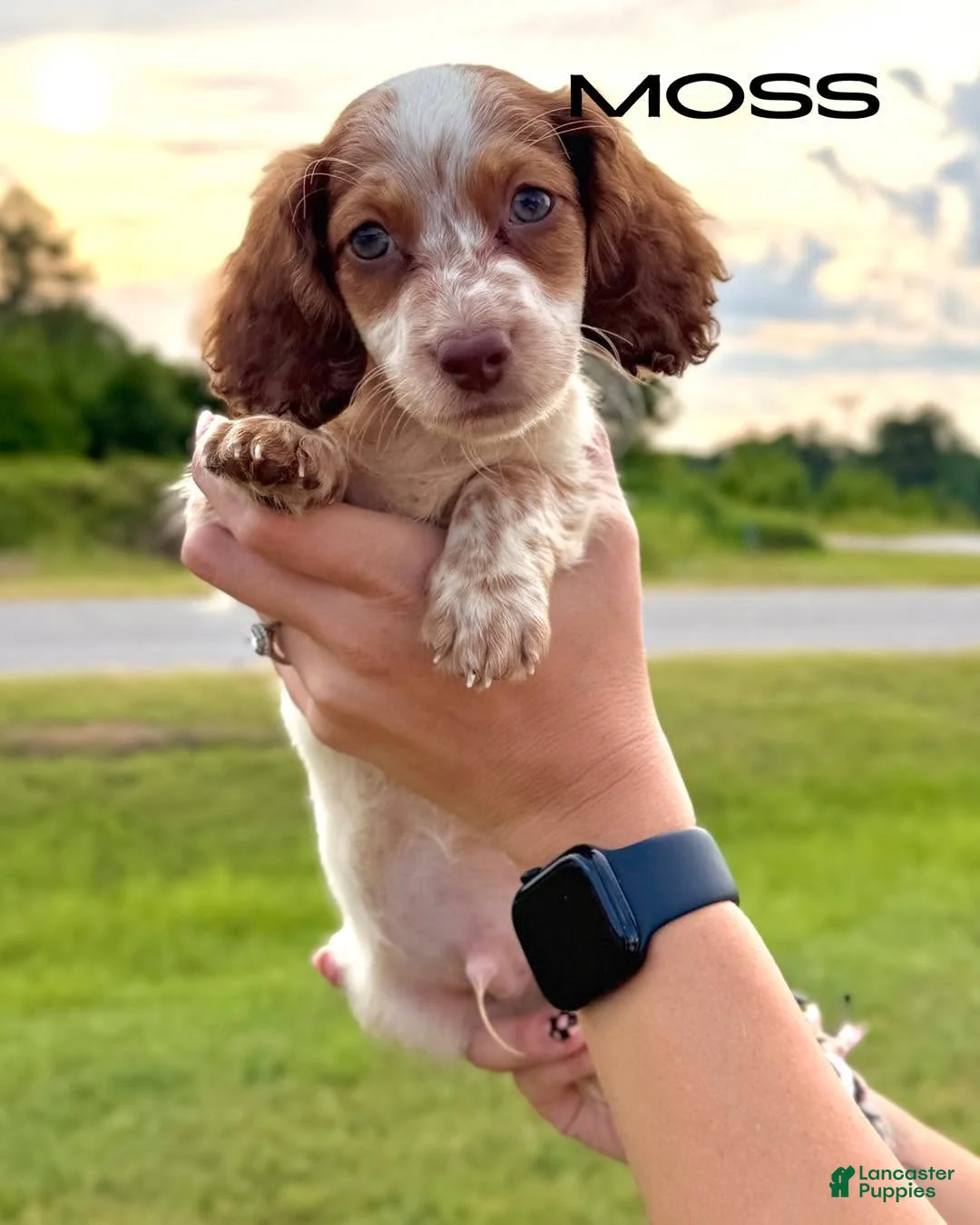 Dachshund dogs for sale: Moss - Ad 1