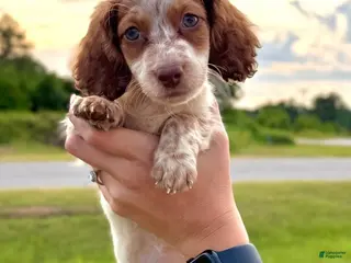 Dachshund dogs Moss - Ad 37