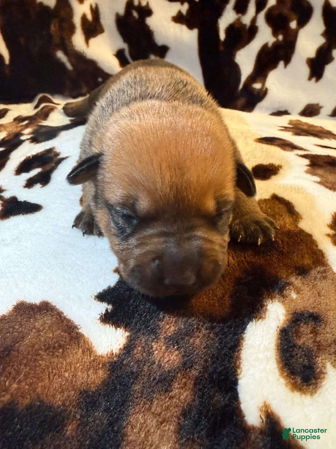 Mixed Breed dogs for sale: Mud pie - Ad 1