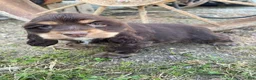 Cocker Spaniel dogs for sale: Snickers - Ad 10