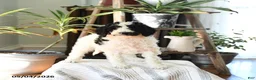 Standard Poodle dogs for sale: Dollie - Ad 3