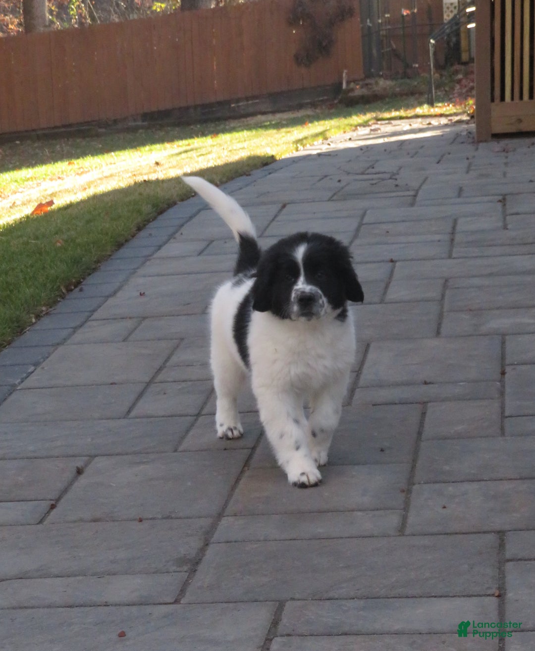 Newfoundland dogs for sale: Marcie - Ad 8