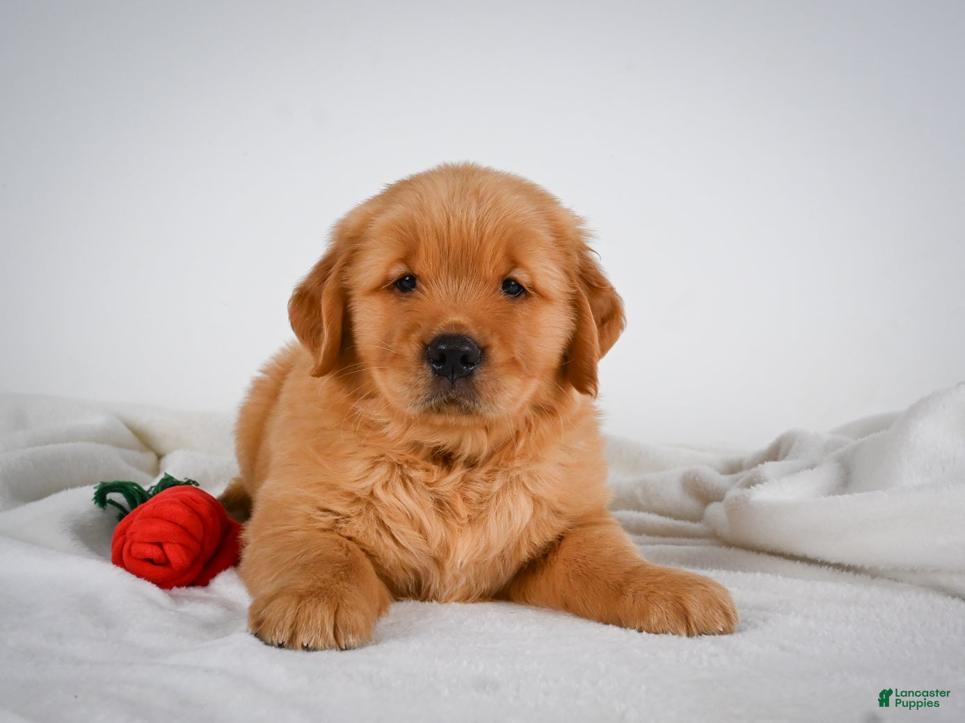 Golden Retriever dogs for sale: Romeo - Ad 2