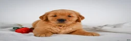 Golden Retriever dogs for sale: Romeo - Ad 1