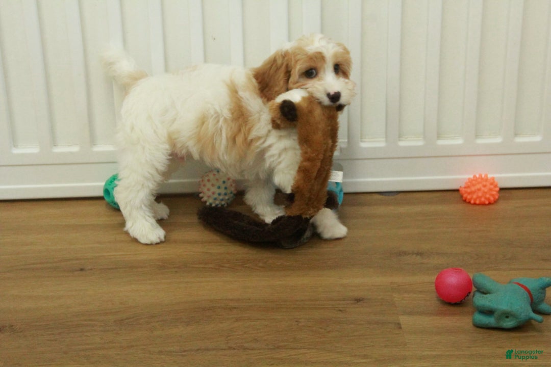 Cavapoo dogs for sale: Mason - Ad 10