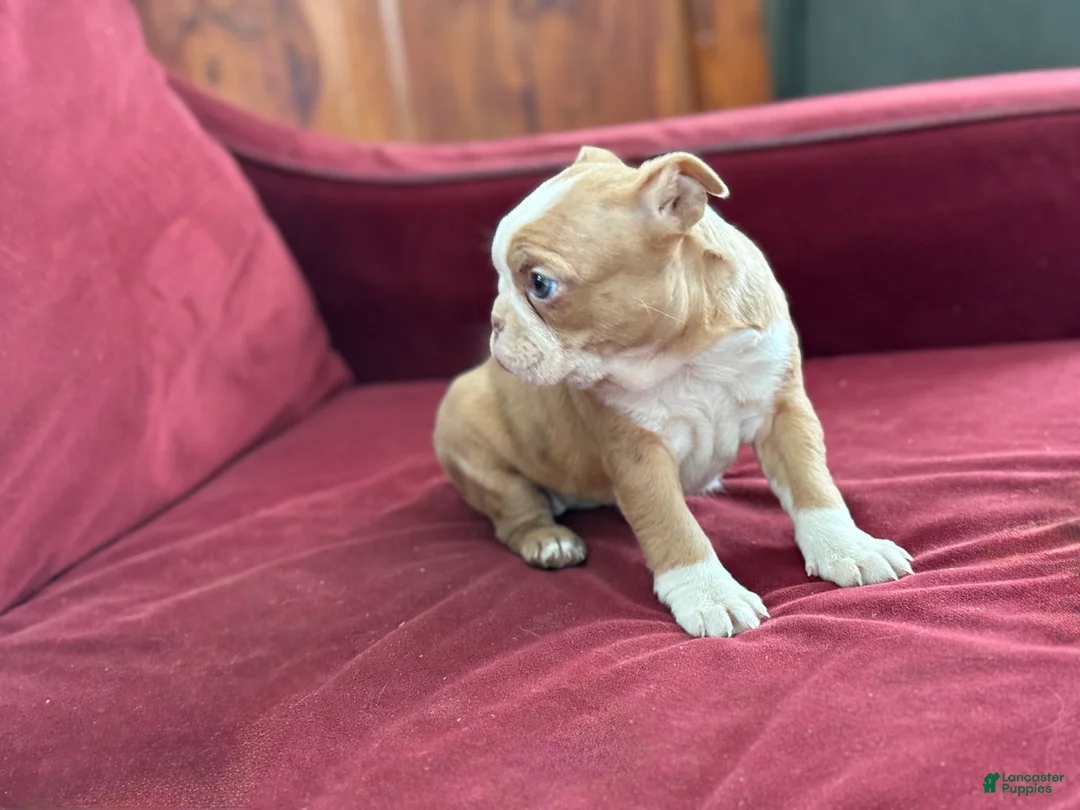 Boston Terrier dogs for sale: Beauty - Ad 2