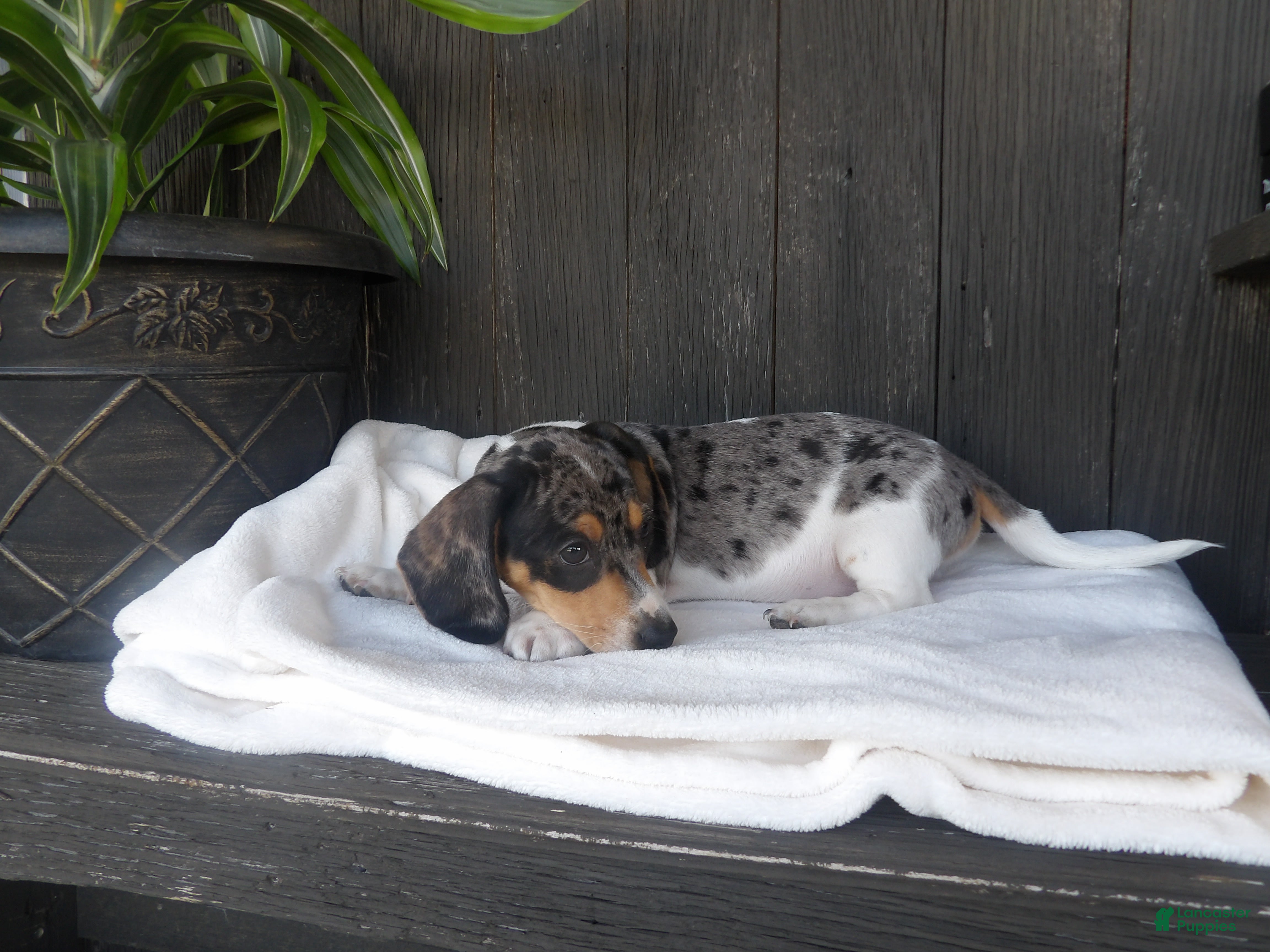 Miniature Dachshund dogs Duke - Ad 1