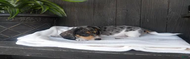 Duke