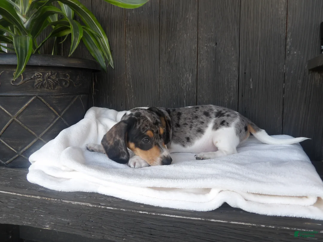Miniature Dachshund dogs for sale: Duke - Ad 1