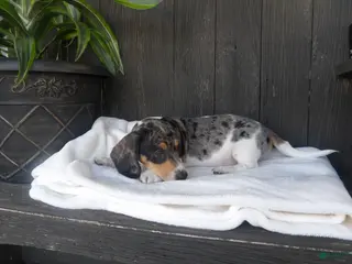 Miniature Dachshund dogs for sale: Duke - Ad 1