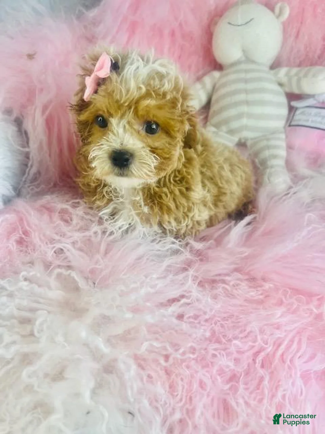 Cavapoo dogs for sale: Cavapoo 1 - Ad 1