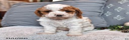 Cavachon dogs for sale: Latte - Ad 1