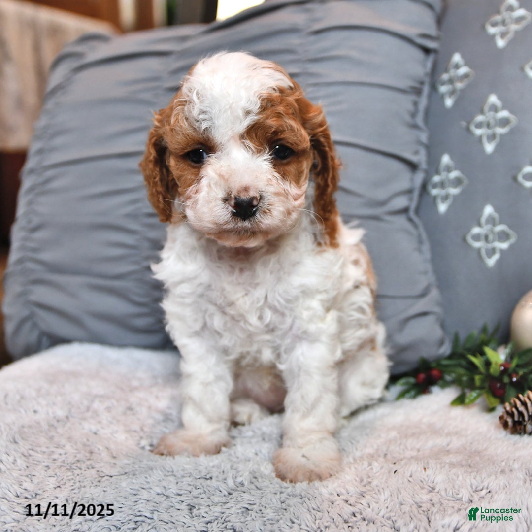 Cavachon dogs for sale: Latte - Ad 1
