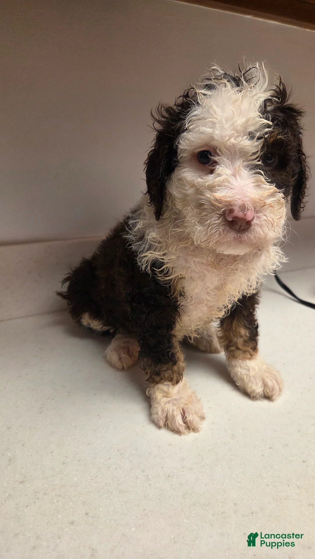 Bernedoodle dogs for sale: Bernedoodle Puppy 3 - Ad 1