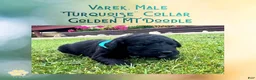 Mixed Breed dogs for sale: ⭐ Varek — Turquoise Collar • Male • Golden Mt Doodle - Ad 4