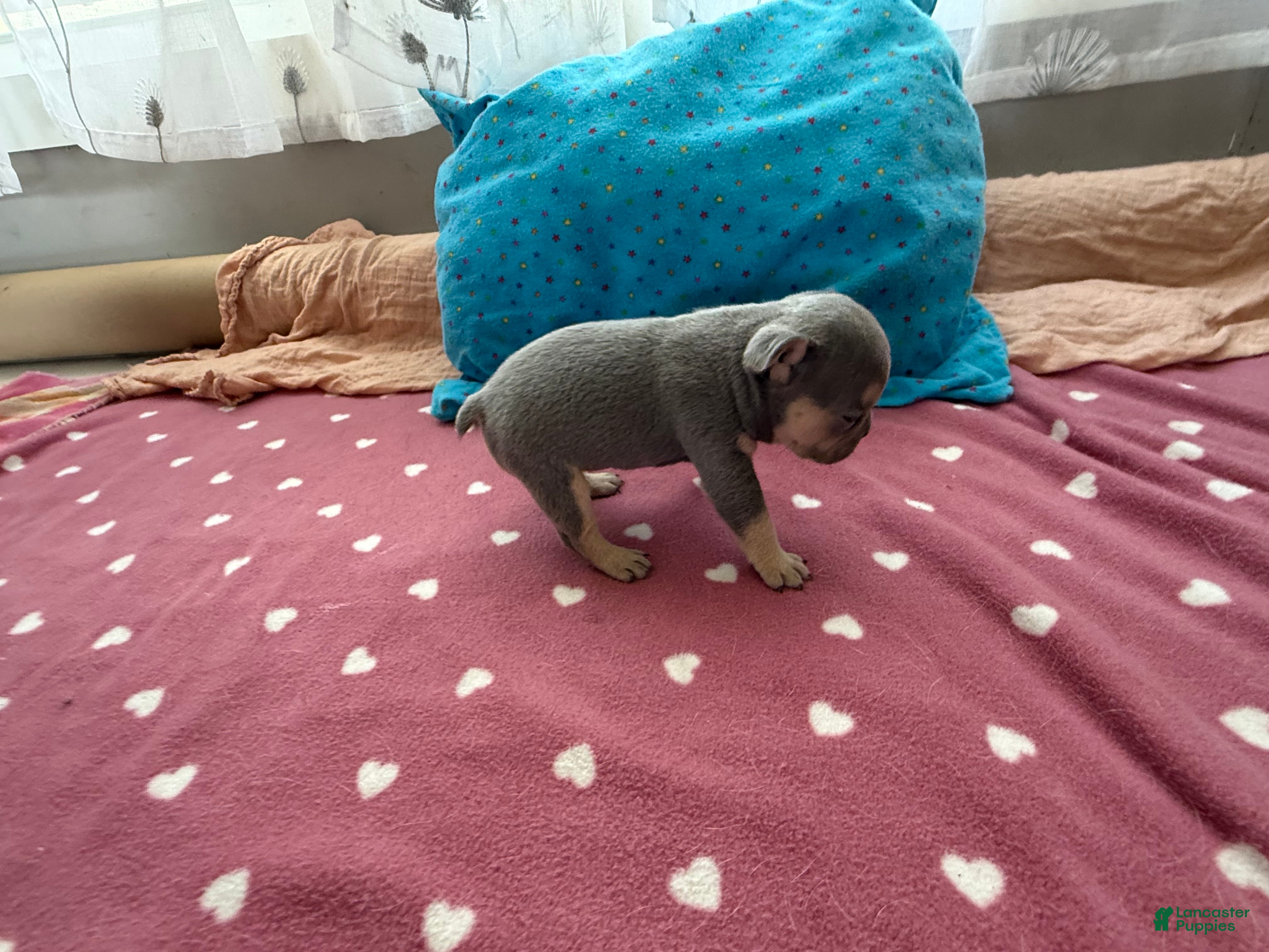 French Bulldog dogs French Bulldog 4 - Ad 31