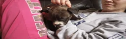 American Bully dogs for sale: Jaclyn Bouzakis - Ad 1
