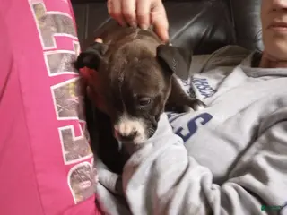 American Bully dogs Jaclyn Bouzakis - Ad 12