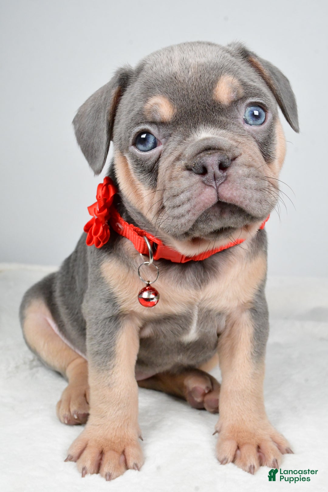 French Bulldog dogs for sale: Wren - Ad 7