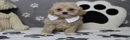 Havapoo dogs for sale: charlie  - Ad 8