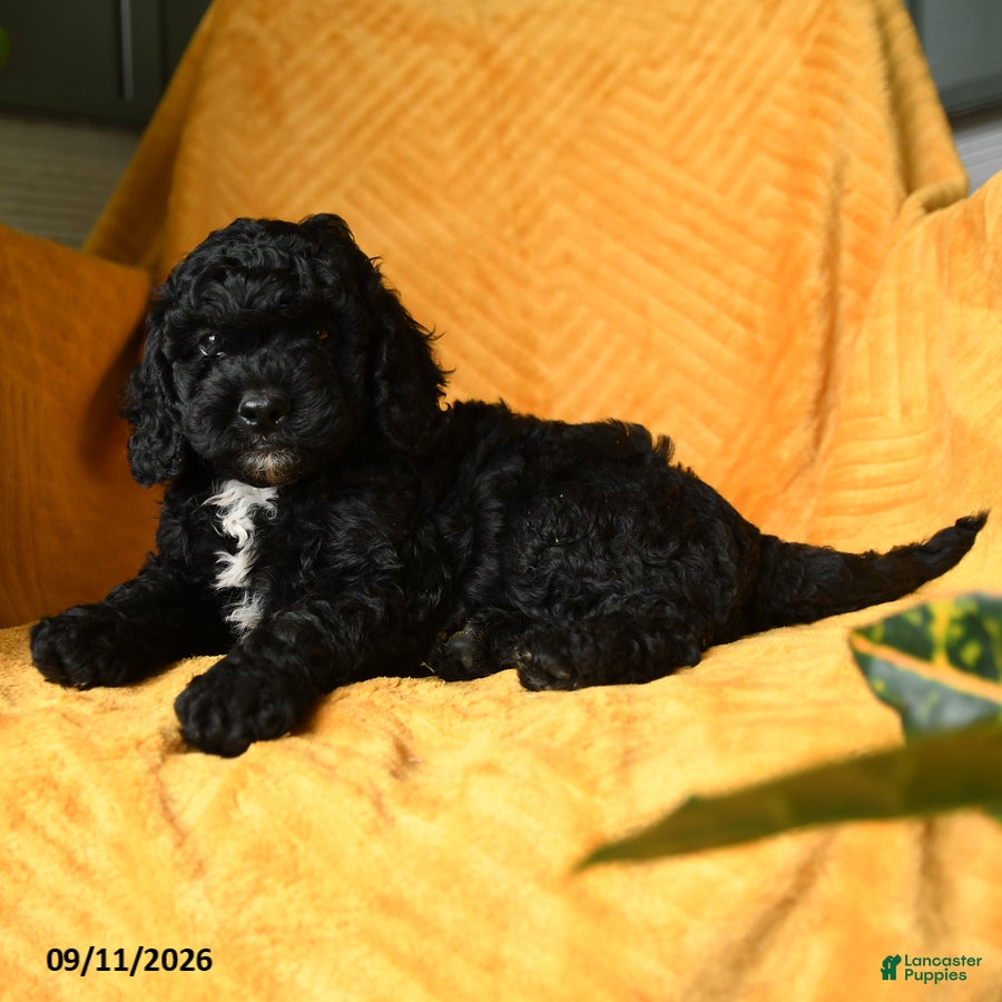 Cavapoo dogs Crumpet - Ad 2
