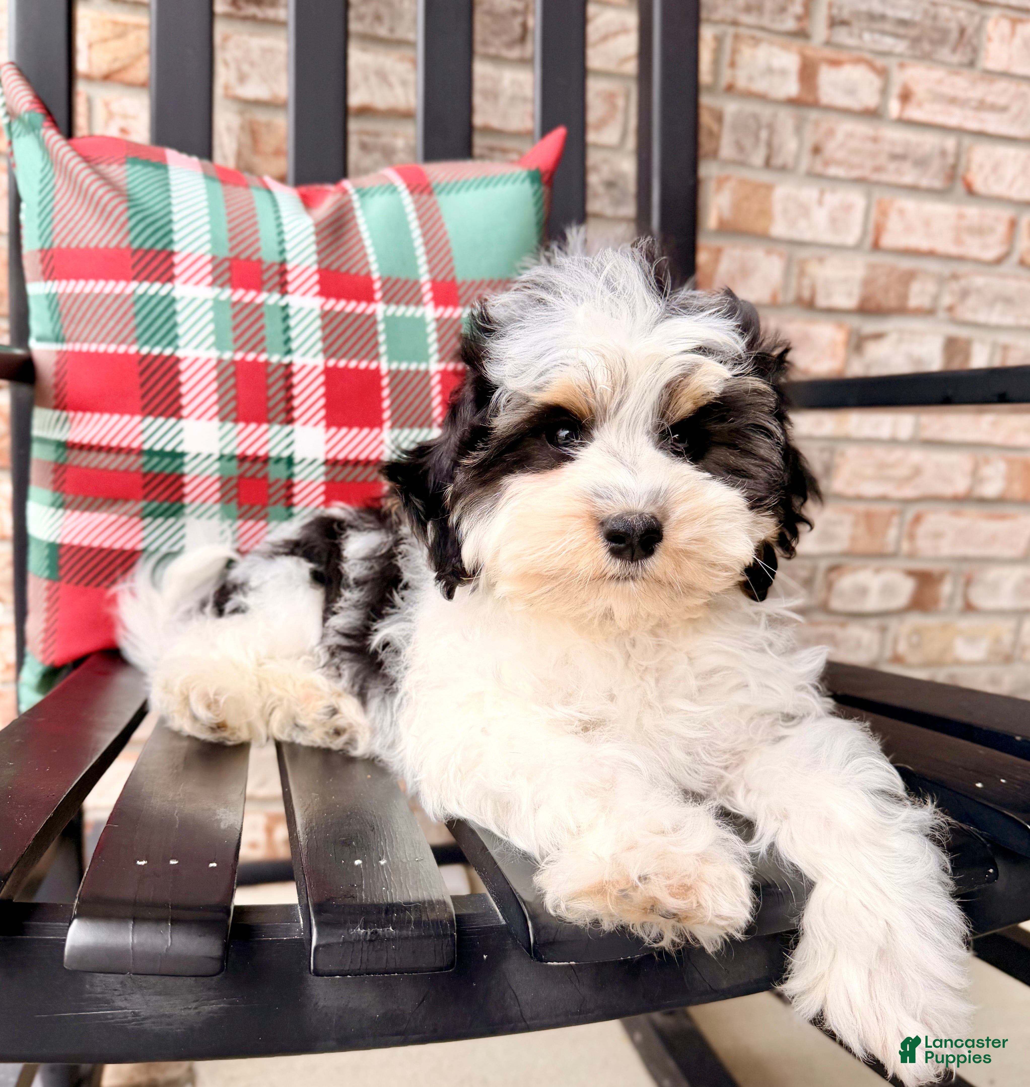 Bernedoodle dogs Bennett - Ad 35