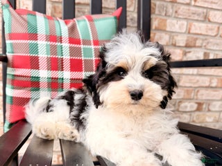 Bernedoodle dogs Bennett - Ad 35